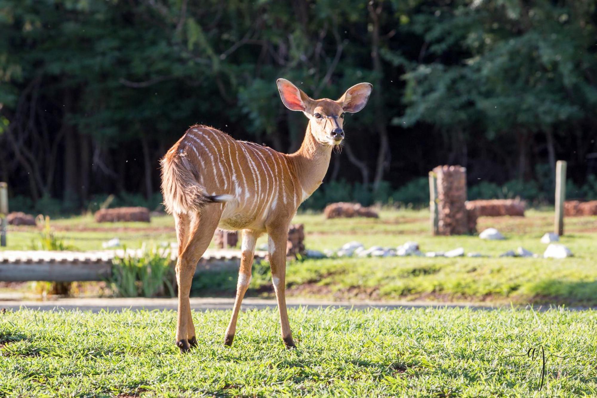 Harties Is Africa Safari Lodge Хартбиспурт Экстерьер фото